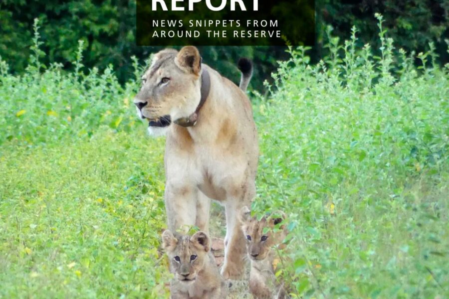 Lapalala Reserve Report – January 2020