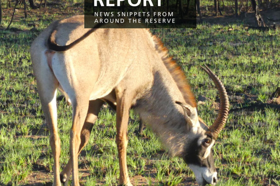 Lapalala Reserve Report – November 2019
