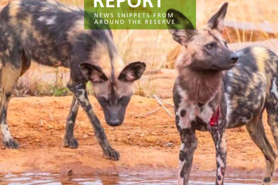 Lapalala Reserve Report – September 2019
