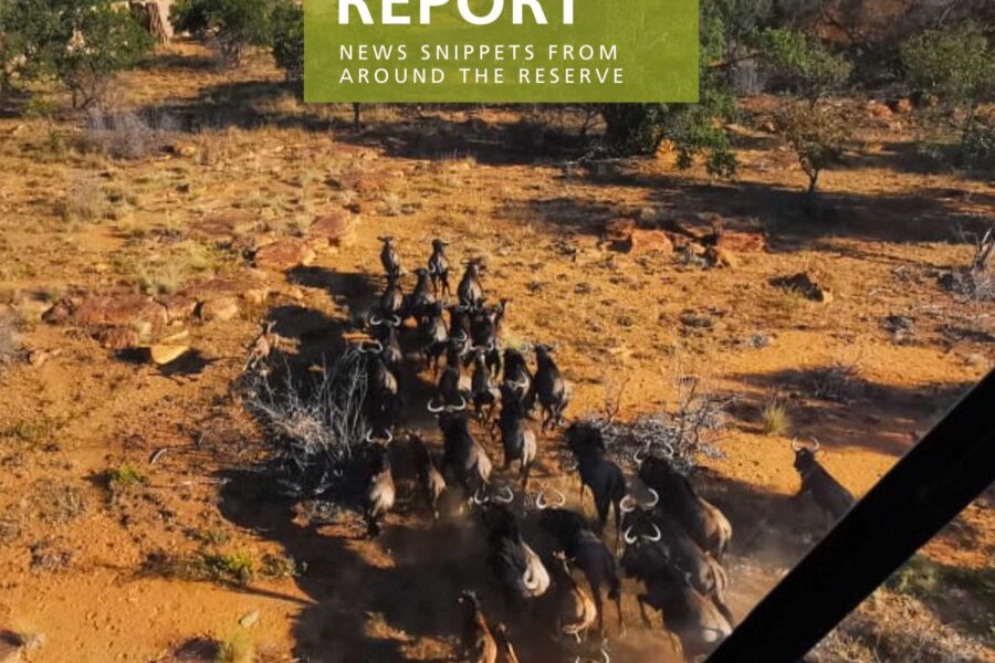 Lapalala Reserve Report – March 2020
