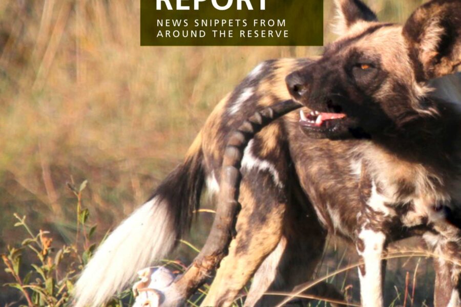 Lapalala Reserve Report – April 2020