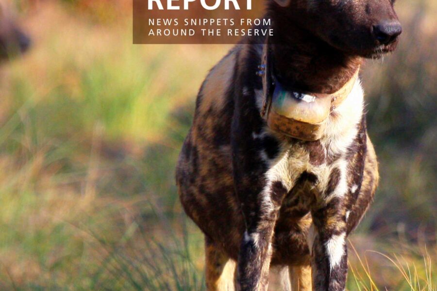 Lapalala Reserve Report – May 2020
