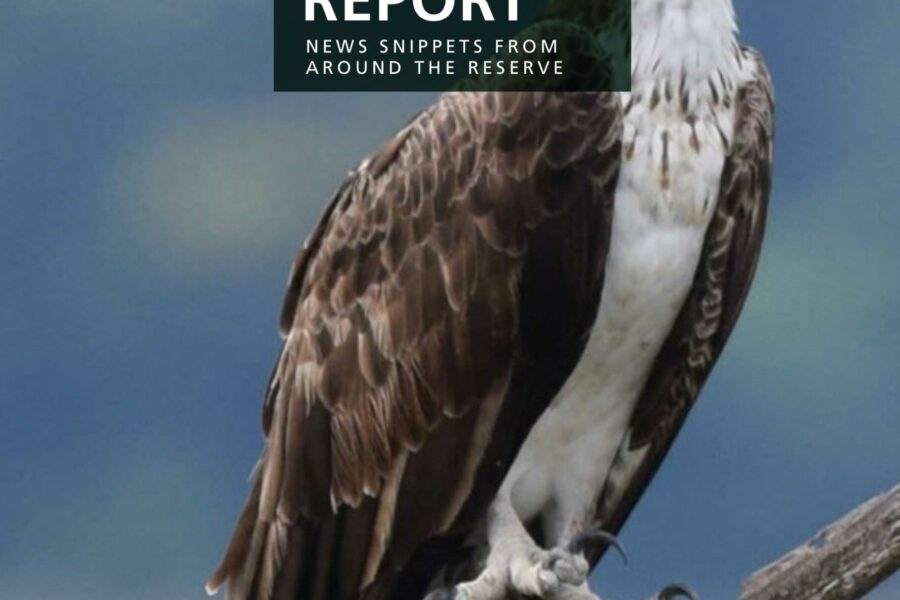 Lapalala Reserve Report – December 2020