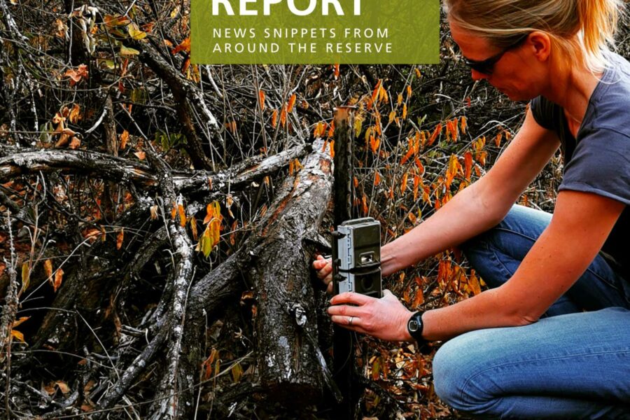 Lapalala Reserve Report – July 2020