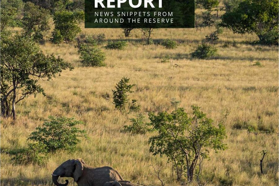Lapalala Reserve Report – Quarter 2 – 2021