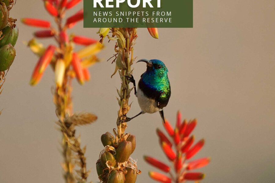 Lapalala Reserve Report – Quarter 3 – 2022