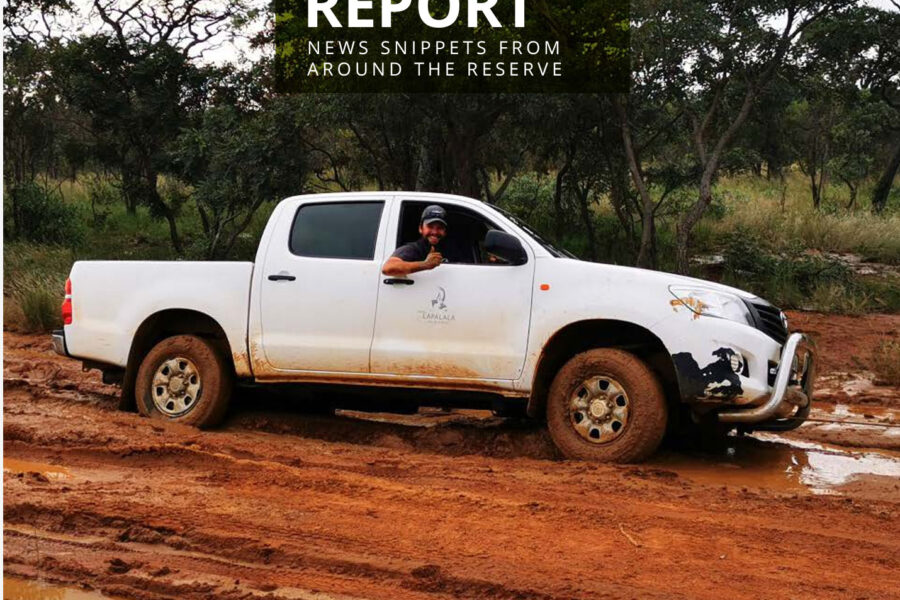 Lapalala Reserve Report – Quarter 1 – 2021