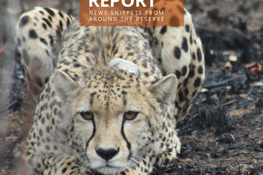 Lapalala Reserve Report – Volume 4 – 2023