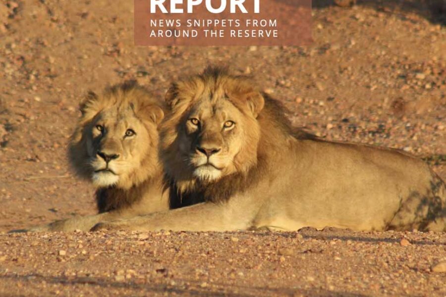 Lapalala Reserve Report – Volume 3 – 2024