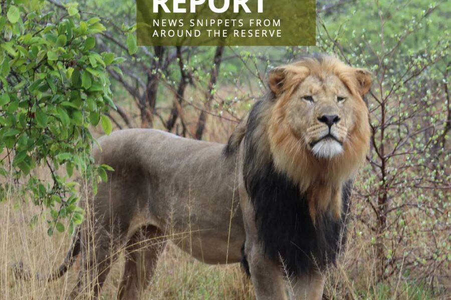 Lapalala Reserve Report – Volume 3 – 2025